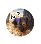 愛犬のあさんスタンプ（個別スタンプ：30）