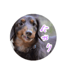 愛犬のあさんスタンプ（個別スタンプ：31）
