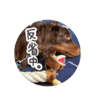 愛犬のあさんスタンプ（個別スタンプ：32）