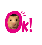 ハムスタークマ美（個別スタンプ：1）