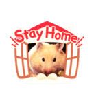 ハムスタークマ美（個別スタンプ：3）