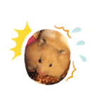 ハムスタークマ美（個別スタンプ：4）