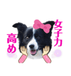 ボーダーコリーキャンディー2（個別スタンプ：1）