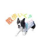 ボーダーコリーキャンディー2（個別スタンプ：10）