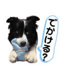 ボーダーコリーキャンディー2（個別スタンプ：13）