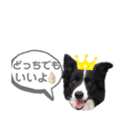 ボーダーコリーキャンディー2（個別スタンプ：14）