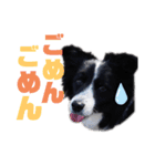 ボーダーコリーキャンディー2（個別スタンプ：16）