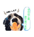 ボーダーコリーキャンディー2（個別スタンプ：21）