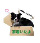 ボーダーコリーキャンディー2（個別スタンプ：23）