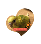 我が家のインコ達です。（個別スタンプ：1）