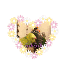 我が家のインコ達です。（個別スタンプ：2）