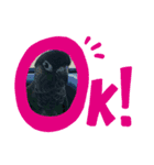 我が家のインコ達です。（個別スタンプ：3）