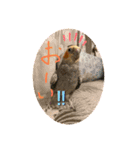 我が家のインコ達です。（個別スタンプ：4）
