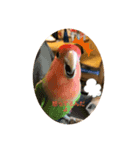 我が家のインコ達です。（個別スタンプ：5）