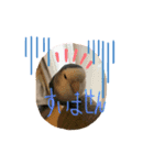 我が家のインコ達です。（個別スタンプ：6）