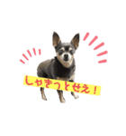 むむとちょちょ3（個別スタンプ：14）