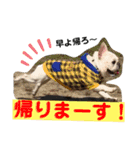 八朔スタンプ20200501（個別スタンプ：5）