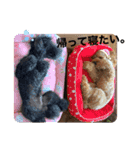シンバ・リオン・アンディ（個別スタンプ：2）
