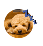 シンバ・リオン・アンディ（個別スタンプ：5）