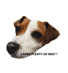 ジャックラッセル犬ピッピ（個別スタンプ：2）