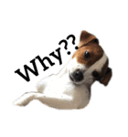 ジャックラッセル犬ピッピ（個別スタンプ：9）