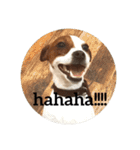 ジャックラッセル犬ピッピ（個別スタンプ：10）