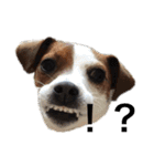 ジャックラッセル犬ピッピ（個別スタンプ：12）