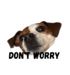 ジャックラッセル犬ピッピ（個別スタンプ：14）