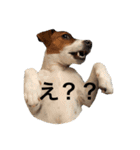 ジャックラッセル犬ピッピ（個別スタンプ：17）