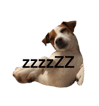 ジャックラッセル犬ピッピ（個別スタンプ：18）