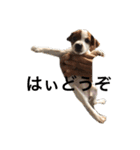 ジャックラッセル犬ピッピ（個別スタンプ：19）