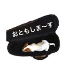 ジャックラッセル犬ピッピ（個別スタンプ：20）