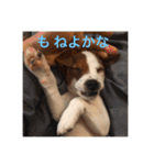 ジャックラッセル犬ピッピ（個別スタンプ：21）