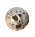 ジャックラッセル犬ピッピ（個別スタンプ：22）