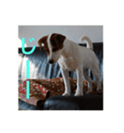 ジャックラッセル犬ピッピ（個別スタンプ：24）
