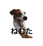 ジャックラッセル犬ピッピ（個別スタンプ：30）
