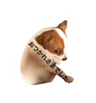 ジャックラッセル犬ピッピ（個別スタンプ：32）