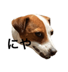 ジャックラッセル犬ピッピ（個別スタンプ：33）