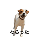 ジャックラッセル犬ピッピ（個別スタンプ：35）