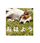 ジャックラッセル犬ピッピ（個別スタンプ：36）