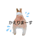 コーギーのぽんちゃん（個別スタンプ：2）