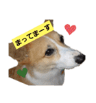 コーギーのぽんちゃん（個別スタンプ：4）