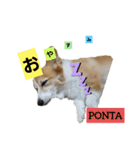 コーギーのぽんちゃん（個別スタンプ：8）