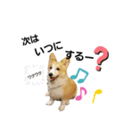 コーギーのぽんちゃん（個別スタンプ：21）