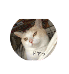 武田家 猫三昧（個別スタンプ：1）