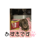 武田家 猫三昧（個別スタンプ：3）
