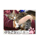 武田家 猫三昧（個別スタンプ：4）