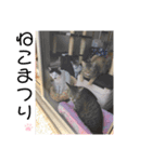 武田家 猫三昧（個別スタンプ：5）