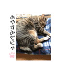 武田家 猫三昧（個別スタンプ：7）