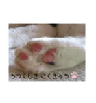 武田家 猫三昧（個別スタンプ：8）